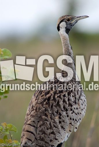 Schwarzbauchtrappe (4 von 5).jpg